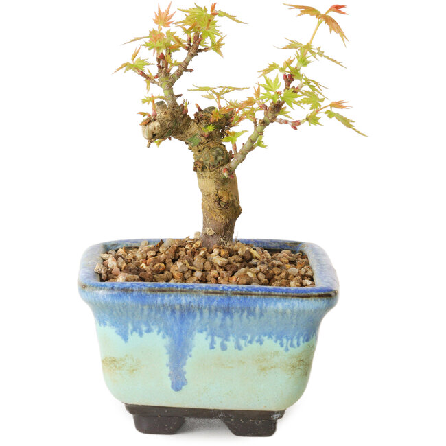 Acer palmatum Kotohime, 10 cm, ± 10 ans