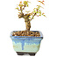 Acer palmatum Kotohime, 10 cm, ± 10 ans