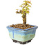 Acer palmatum Kotohime, 10 cm, ± 10 years old