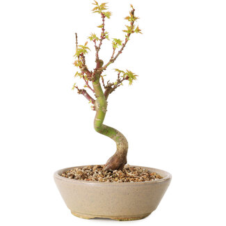 Acer palmatum Kotohime, 19 cm, ± 10 years old