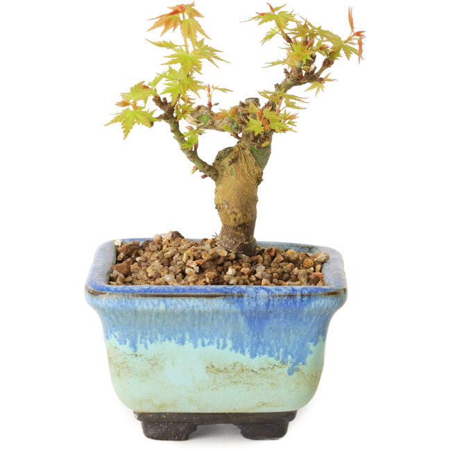 Acer palmatum Kotohime, 10 cm, ± 10 jaar oud