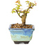 Acer palmatum Kotohime, 10 cm, ± 10 jaar oud