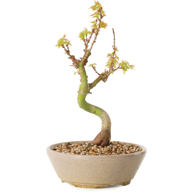 Acer palmatum Kotohime, 19 cm, ± 10 anni