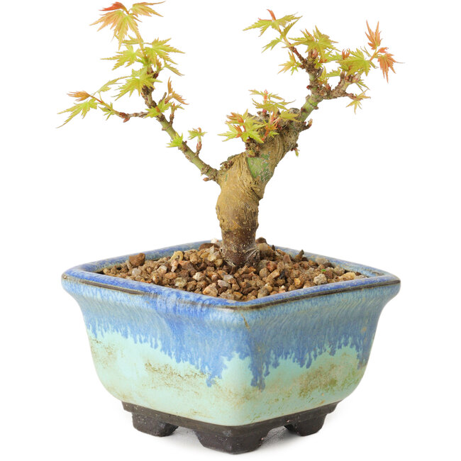 Acer palmatum Kotohime, 10 cm, ± 10 años de edad