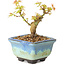 Acer palmatum Kotohime, 10 cm, ± 10 years old