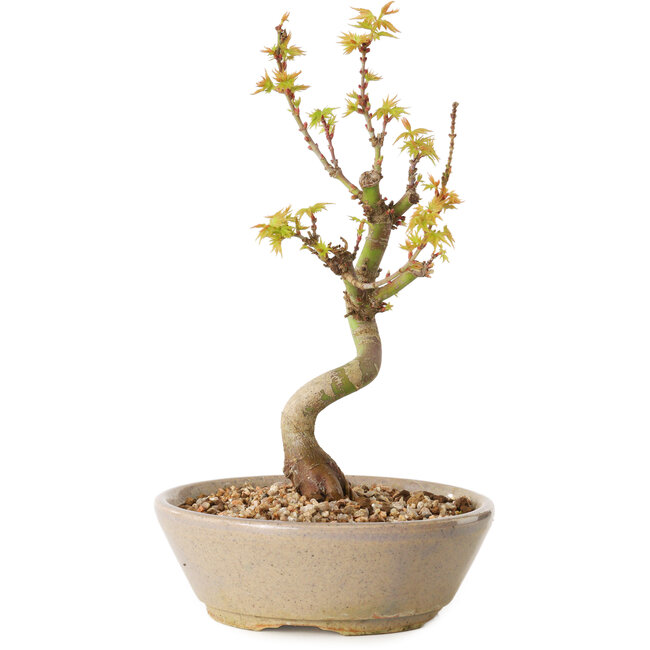 Acer palmatum Kotohime, 19 cm, ± 10 años de edad