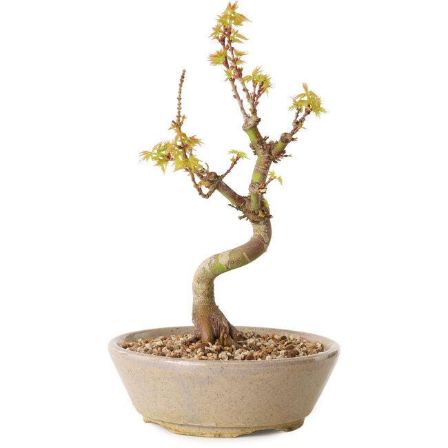 Acer palmatum Kotohime, 19 cm, ± 10 years old