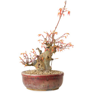 Acer palmatum, 24 cm, ± 15 years old