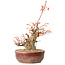 Acer palmatum, 24 cm, ± 15 ans