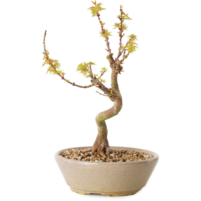 Acer palmatum Kotohime, 19 cm, ± 10 Jahre alt