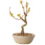 Acer palmatum Kotohime, 19 cm, ± 10 Jahre alt