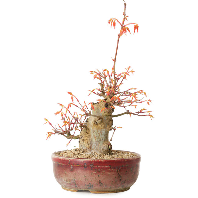 Acer palmatum, 24 cm, ± 15 ans