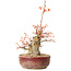 Acer palmatum, 24 cm, ± 15 years old