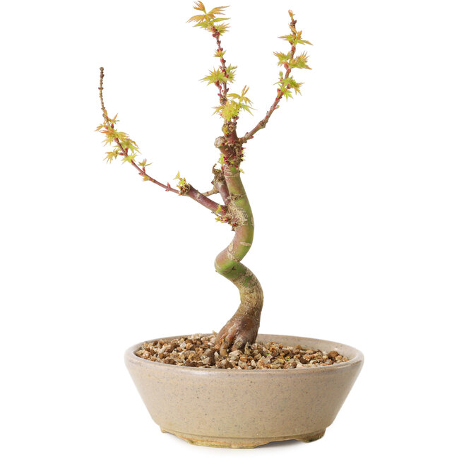 Acer palmatum Kotohime, 19 cm, ± 10 Jahre alt