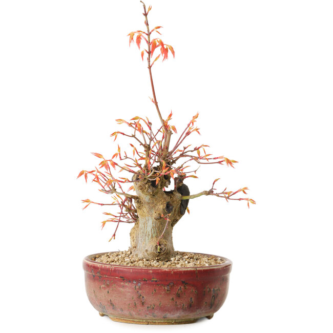 Acer palmatum, 24 cm, ± 15 ans