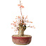 Acer palmatum, 24 cm, ± 15 Jahre alt