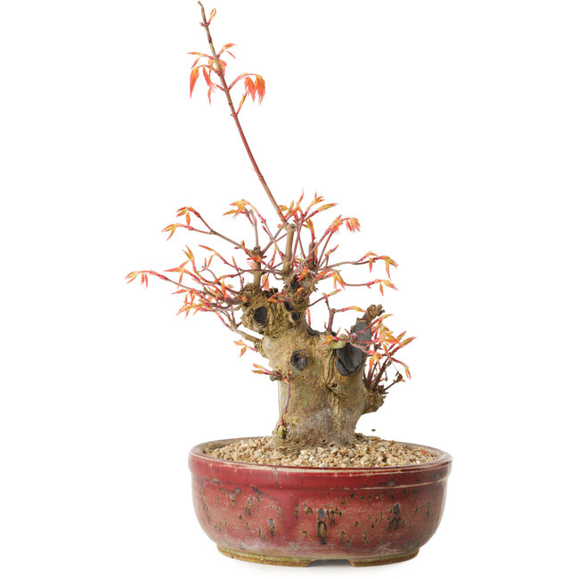 Acer palmatum, 24 cm, ± 15 jaar oud