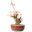 Acer palmatum, 24 cm, ± 15 Jahre alt