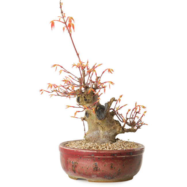Acer palmatum, 24 cm, ± 15 años de edad
