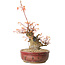Acer palmatum, 24 cm, ± 15 years old