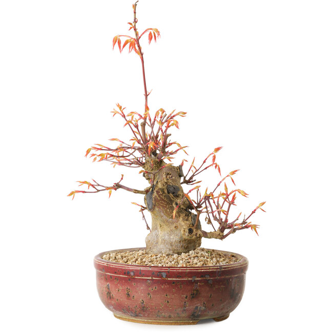 Acer palmatum, 24 cm, ± 15 Jahre alt