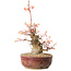 Acer palmatum, 24 cm, ± 15 jaar oud