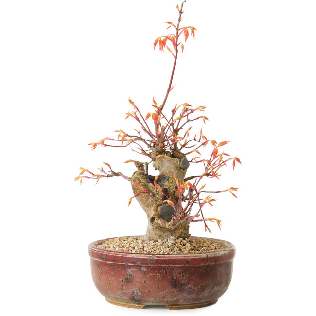 Acer palmatum, 24 cm, ± 15 ans
