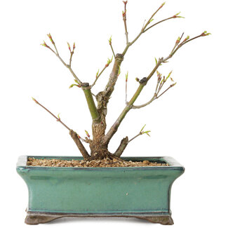 Acer palmatum Arakawa, 24 cm, ± 10 years old