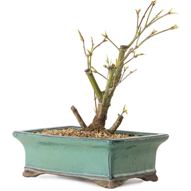 Acer palmatum Arakawa, 24 cm, ± 10 anni
