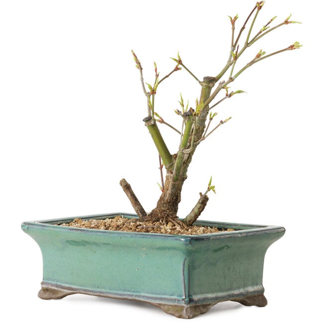 Acer palmatum Arakawa, 24 cm, ± 10 years old