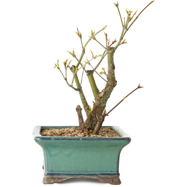 Acer palmatum Arakawa, 24 cm, ± 10 anni