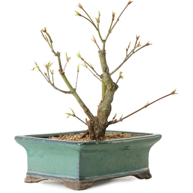 Acer palmatum Arakawa, 24 cm, ± 10 anni