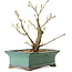 Acer palmatum Arakawa, 24 cm, ± 10 ans