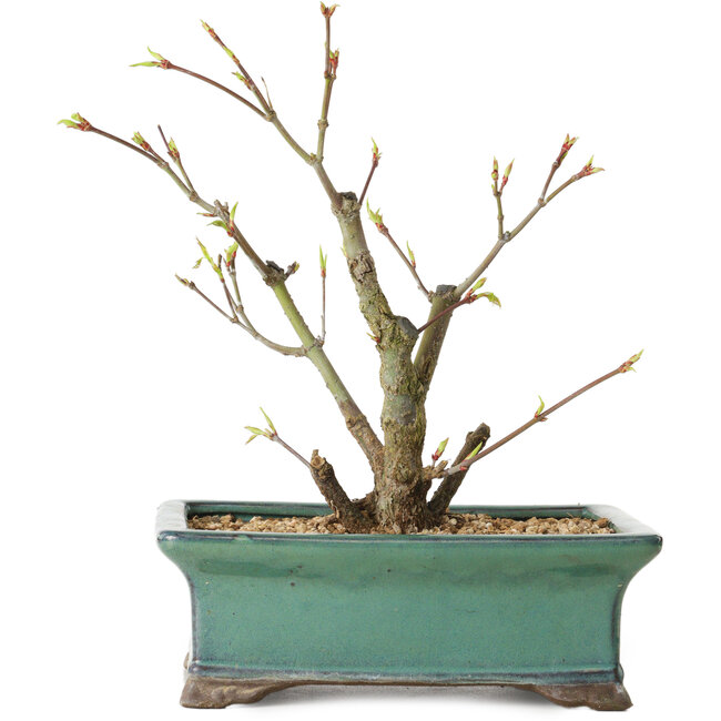 Acer palmatum Arakawa, 24 cm, ± 10 years old