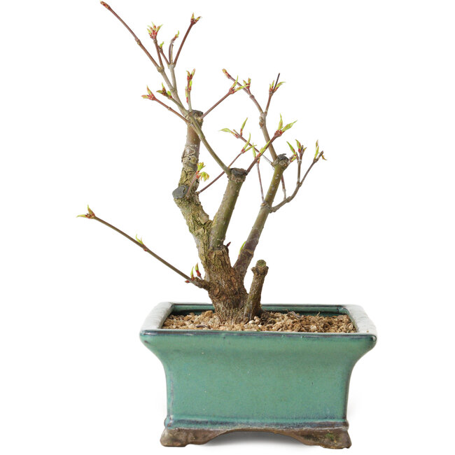 Acer palmatum Arakawa, 24 cm, ± 10 Jahre alt