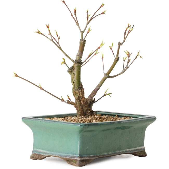 Acer palmatum Arakawa, 24 cm, ± 10 años de edad