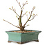 Acer palmatum Arakawa, 24 cm, ± 10 jaar oud