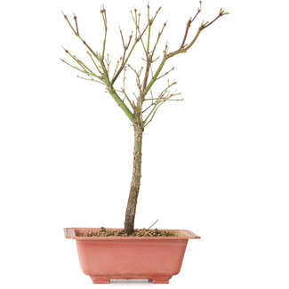 Acer palmatum Arakawa, 33 cm, ± 8 ans