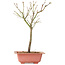Acer palmatum Arakawa, 33 cm, ± 8 Jahre alt