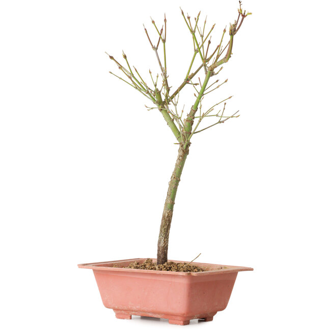 Acero palmatum Arakawa, 33 cm, ± 8 anni