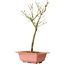Acero palmatum Arakawa, 33 cm, ± 8 anni