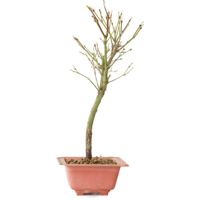 Acer palmatum Arakawa, 33 cm, ± 8 Jahre alt