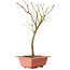 Acer palmatum Arakawa, 33 cm, ± 8 jaar oud
