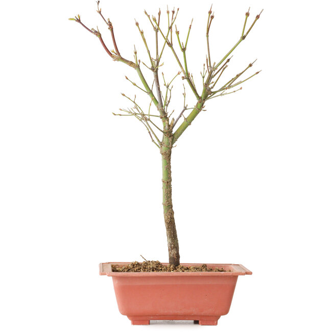 Acer palmatum Arakawa, 33 cm, ± 8 años de edad