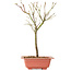 Acer palmatum Arakawa, 33 cm, ± 8 ans