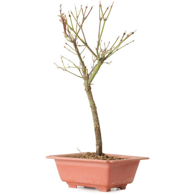 Acer palmatum Arakawa, 33 cm, ± 8 ans