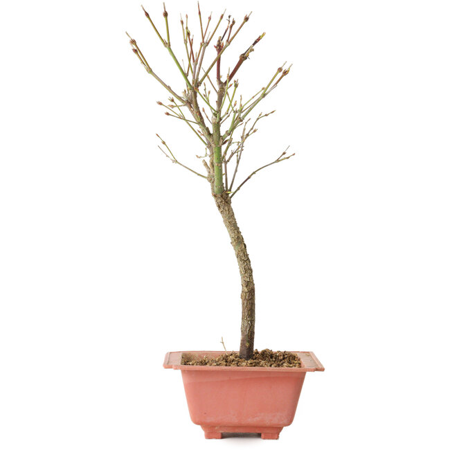 Acer palmatum Arakawa, 33 cm, ± 8 años de edad