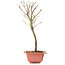 Acer palmatum Arakawa, 33 cm, ± 8 Jahre alt