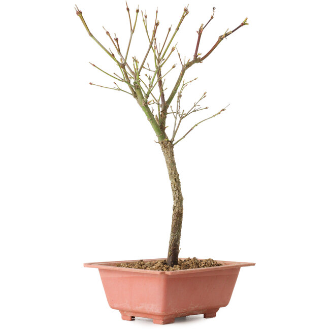 Acer palmatum Arakawa, 33 cm, ± 8 ans