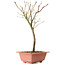 Acer palmatum Arakawa, 33 cm, ± 8 ans